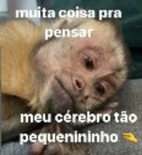 Meu cérebro pequenininho