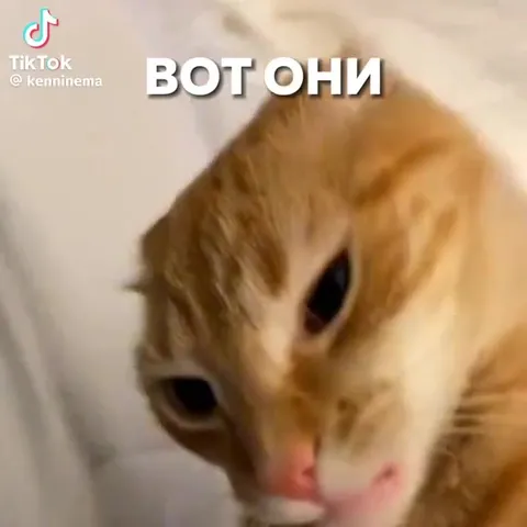 Смешные и прикольные котики