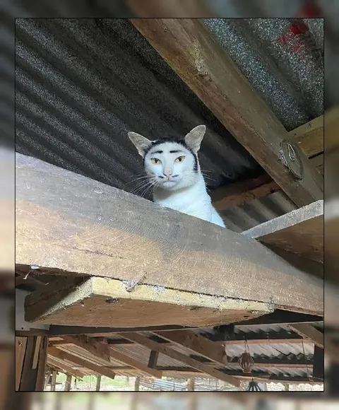 Кот смотрит сверху