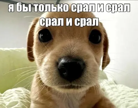 Я бы только срал и срал