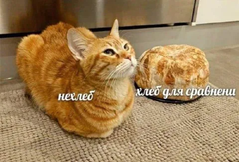 Кот не хлеб