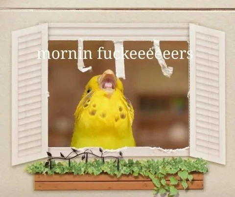 Morning Fuckers Parakeet