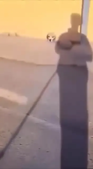 Собака драматично застряла