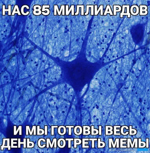 Нейроны смотрят мемы весь день