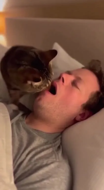 Кот будит спящего мужчину