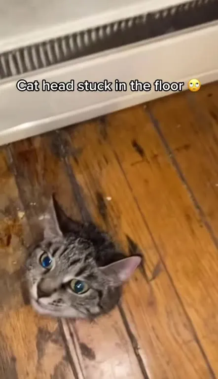 Cat Head Stuck in the Floor