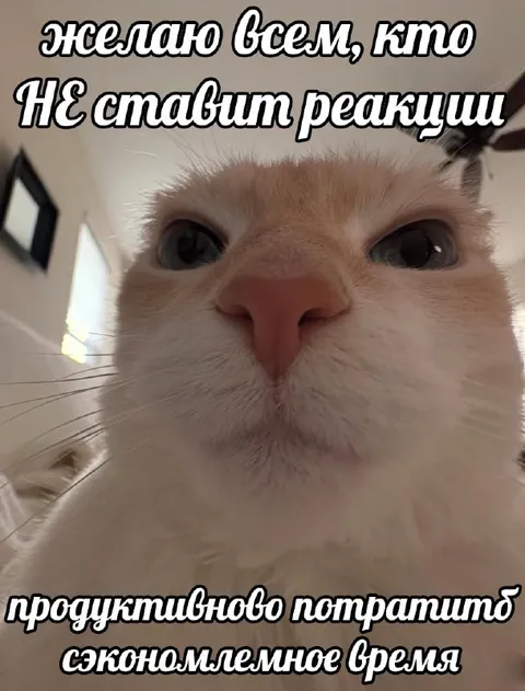 Кот без реакций желает продуктивности