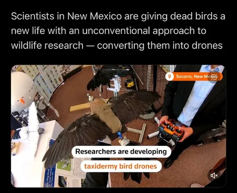 Taxidermy Bird Drones