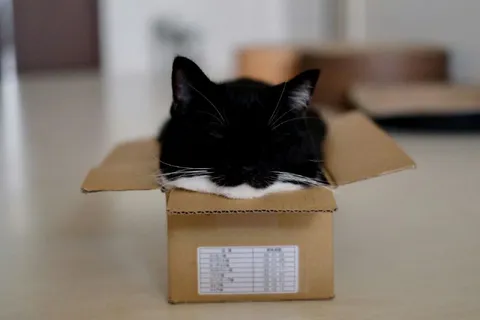 Кот в коробке