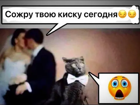 Кот в шоке от угрозы