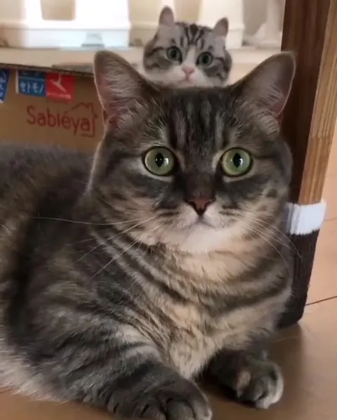 Кот с котёнком на спине
