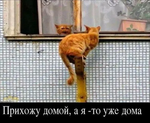 Кот уже дома