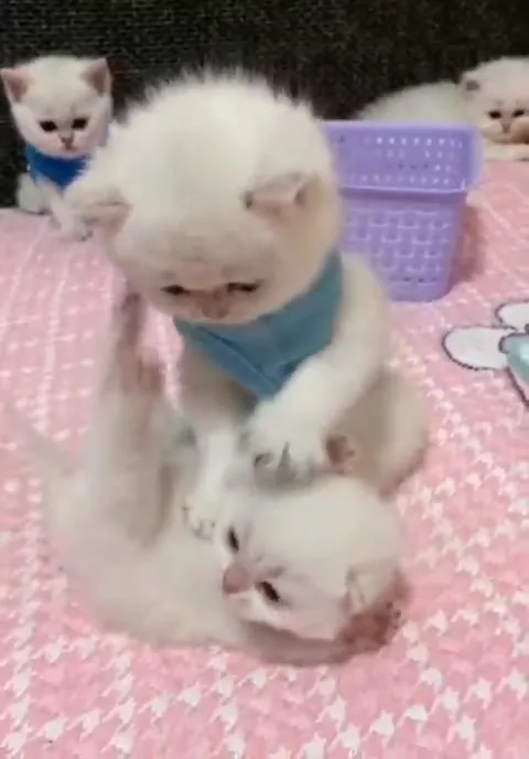 Котёнок возится с братом