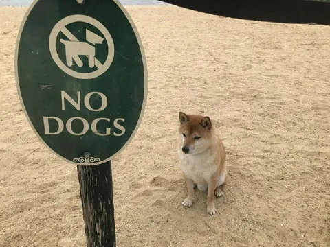 Dog Under No Dogs Sign