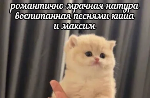 Романтично-мрачный котёнок