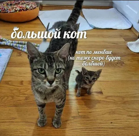 Большой кот и маленький кот