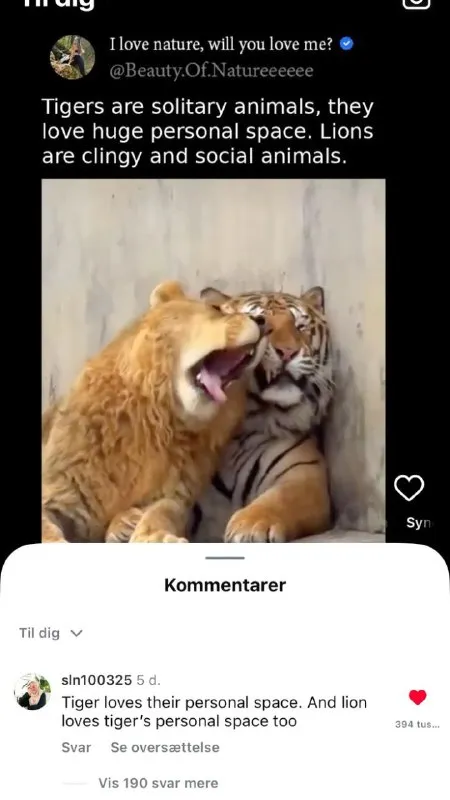 Lion Ignores Tiger Personal Space