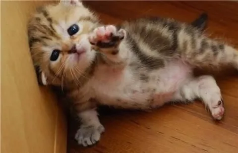Котёнок лежит в коробке