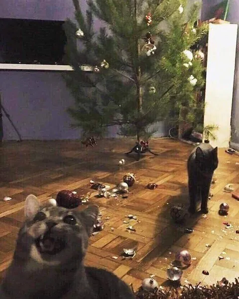 Коты устроили катастрофу