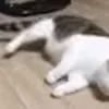 Кот смешно падает на бок