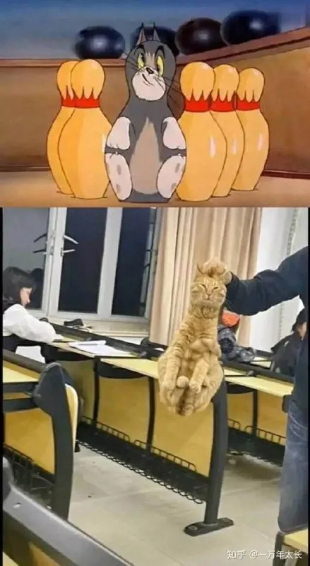 Кот среди кеглей