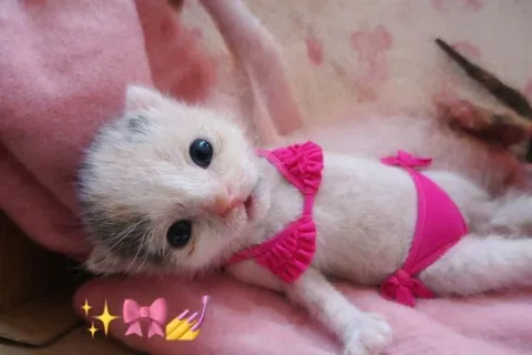 Котёнок в розовом бикини