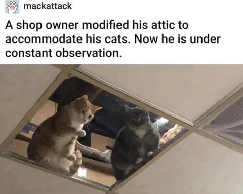 Cats Watching From the Attic