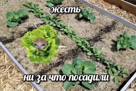 Ну за что посадили