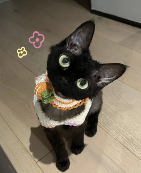 Удивлённый чёрный котёнок