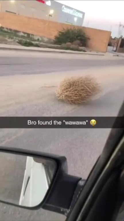 Bro Found the Wawawa
