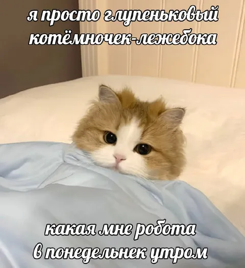 Глупенький котёнок в понедельник