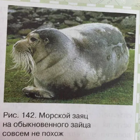 Морской заяц совсем не похож