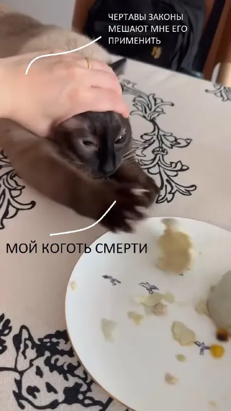 Кот с когтем смерти