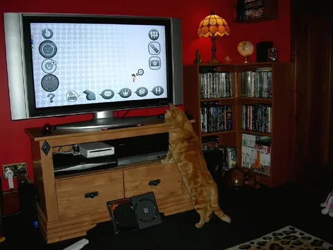 Кот играет в Wii