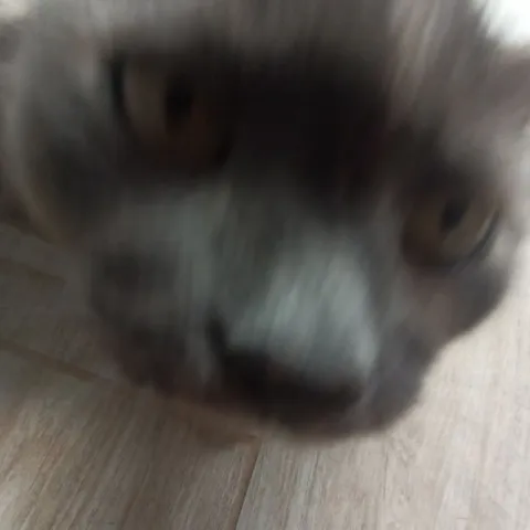 Размытая морда кота
