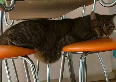 Кот занял все стулья
