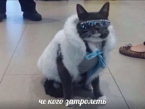Кот в белой шубе