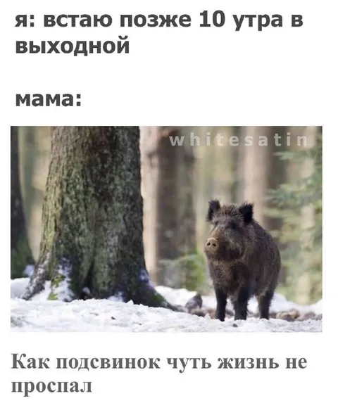 Кабан чуть не проспал жизнь