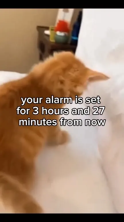 Cat Sets an Alarm for Sleep