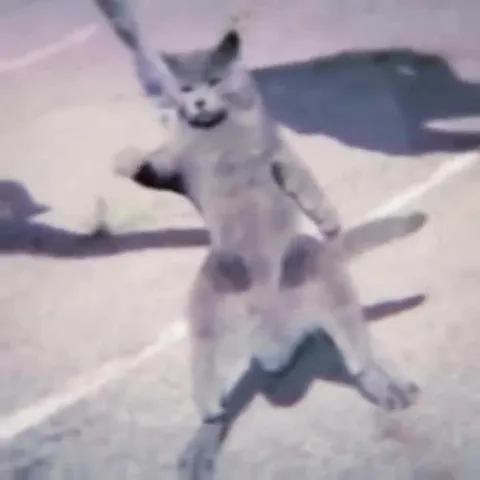 Get Real Cat and Seal Montage