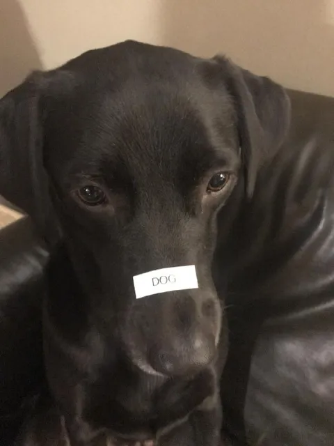 Dog Label on Nose