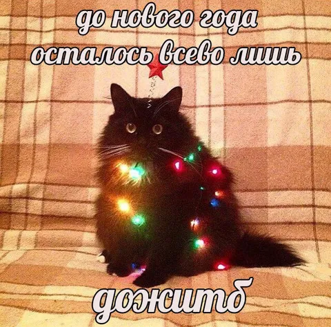 До Нового года осталось дожить
