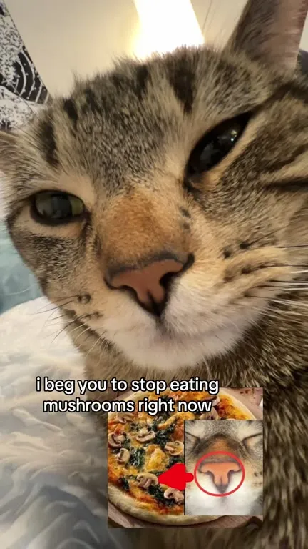 Cat Begs You to Stop Eating Mushrooms