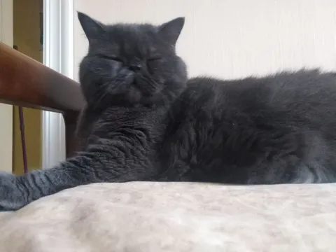 Сонный сердитый кот