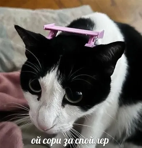Кот случайно раскрыл спойлер