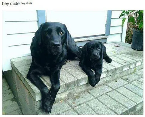 Hey Dude Dogs