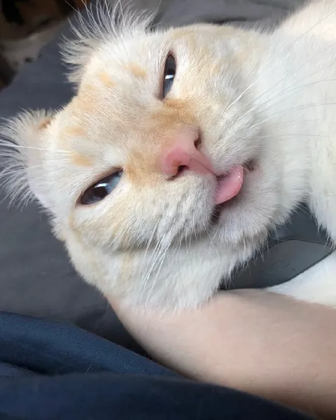 Кот с высунутым языком