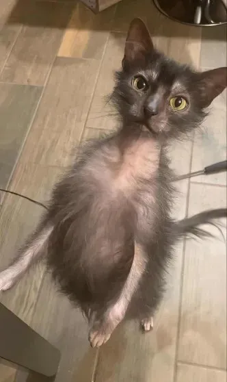 Удивлённый лысый котёнок