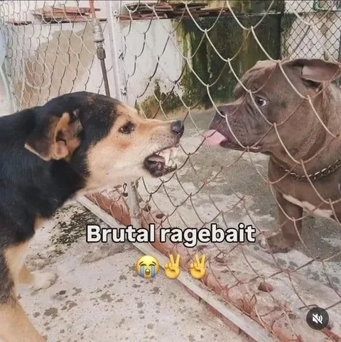 Brutal Ragebait Dogs