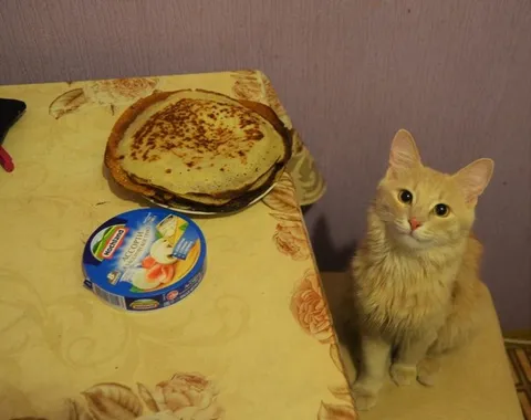 Кот и блины